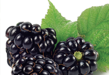 U NEDELJU 14. KUPINIJADA NA STAVAMA