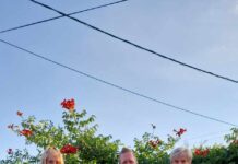 VALJEVSKI HOLANĐANI